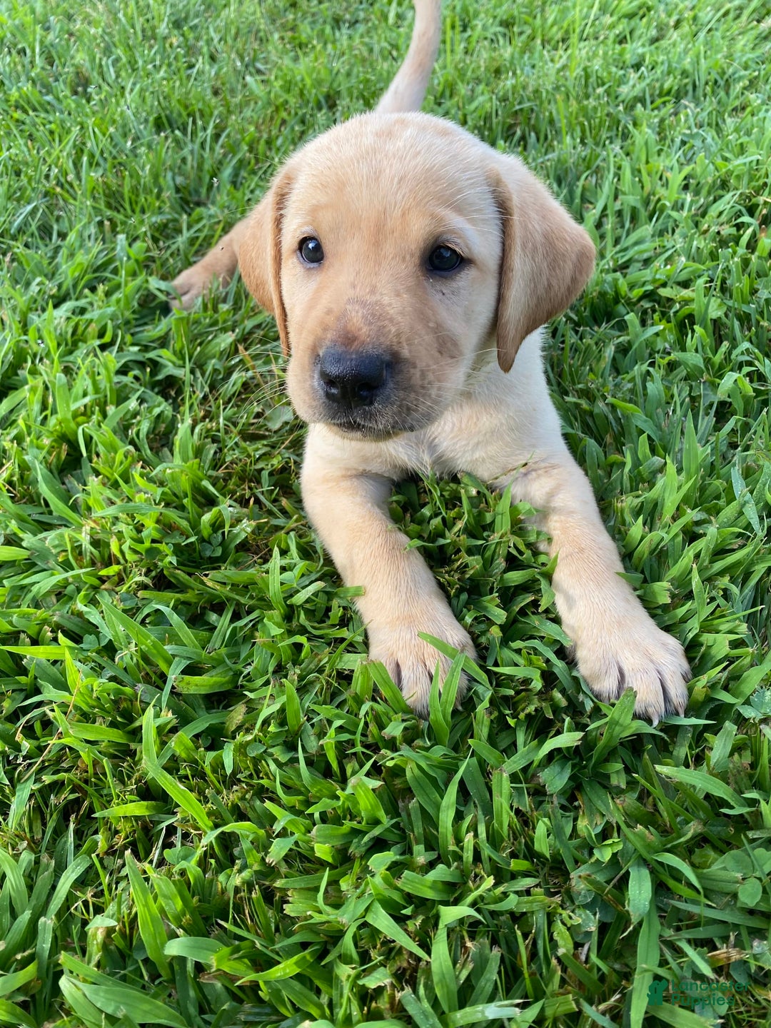 Labrador Retriever dogs for sale: Ester - Image 2