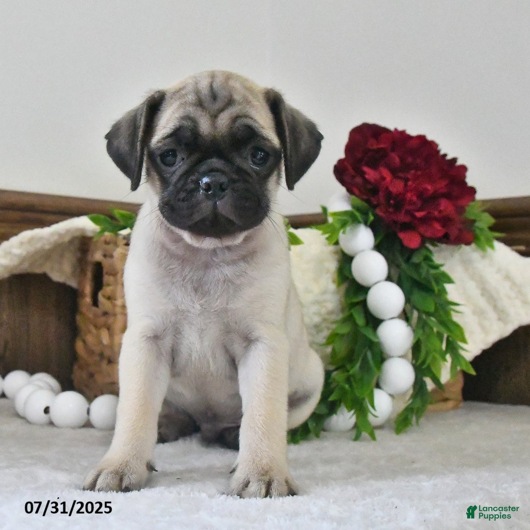 Puggle dogs for sale: Moonlight - Image 3