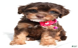 Cavapoo dogs for sale: Blossom - Image 1