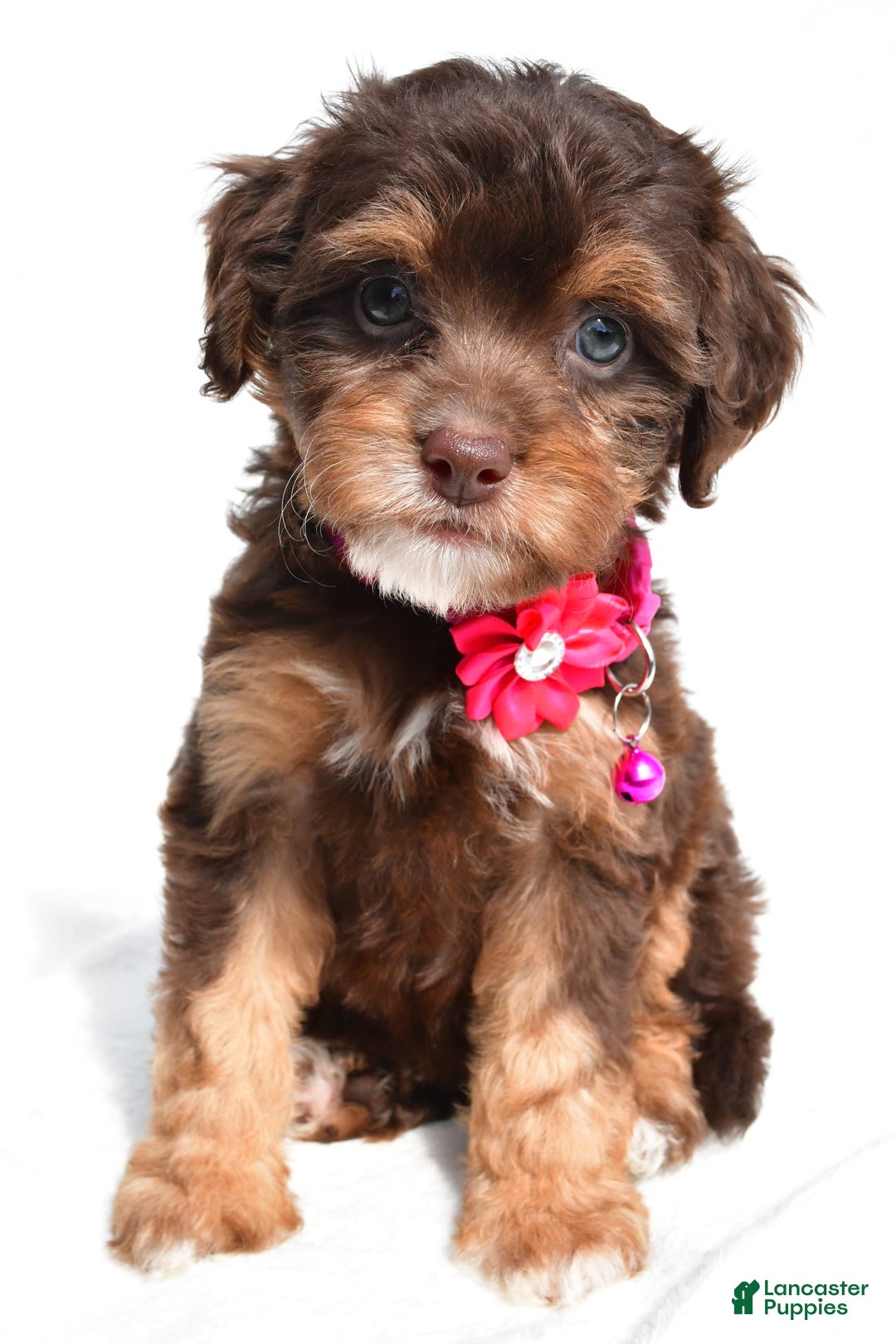 Cavapoo dogs for sale: Blossom - Image 1