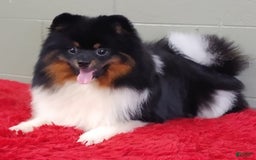 Pomeranian dogs for sale: Dude - Image 2