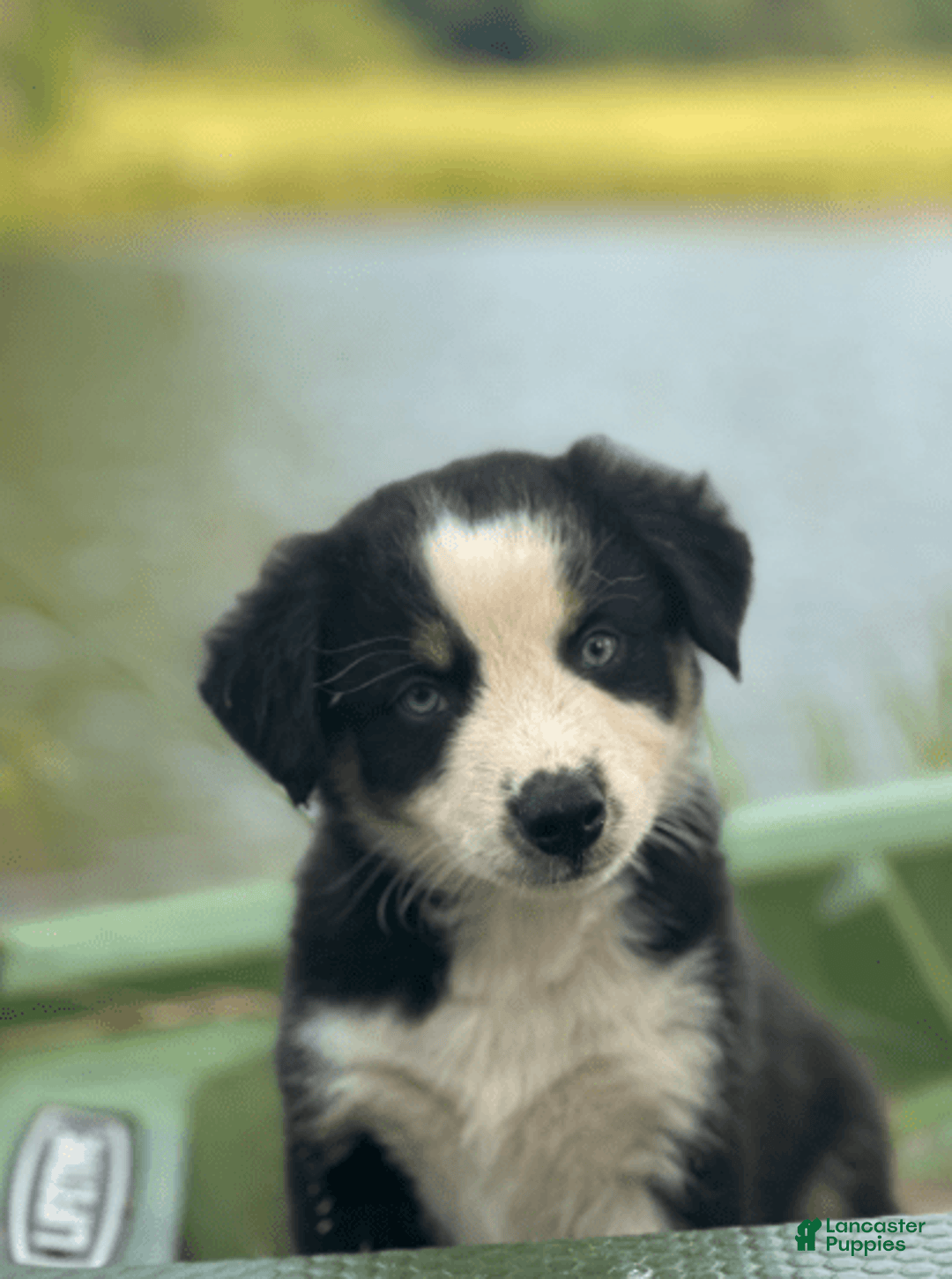 Australian Shepherd dogs for sale: Alejandro-ollie - Image 13