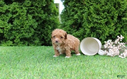Toy Poodle dogs for sale: Ellie - Image 5