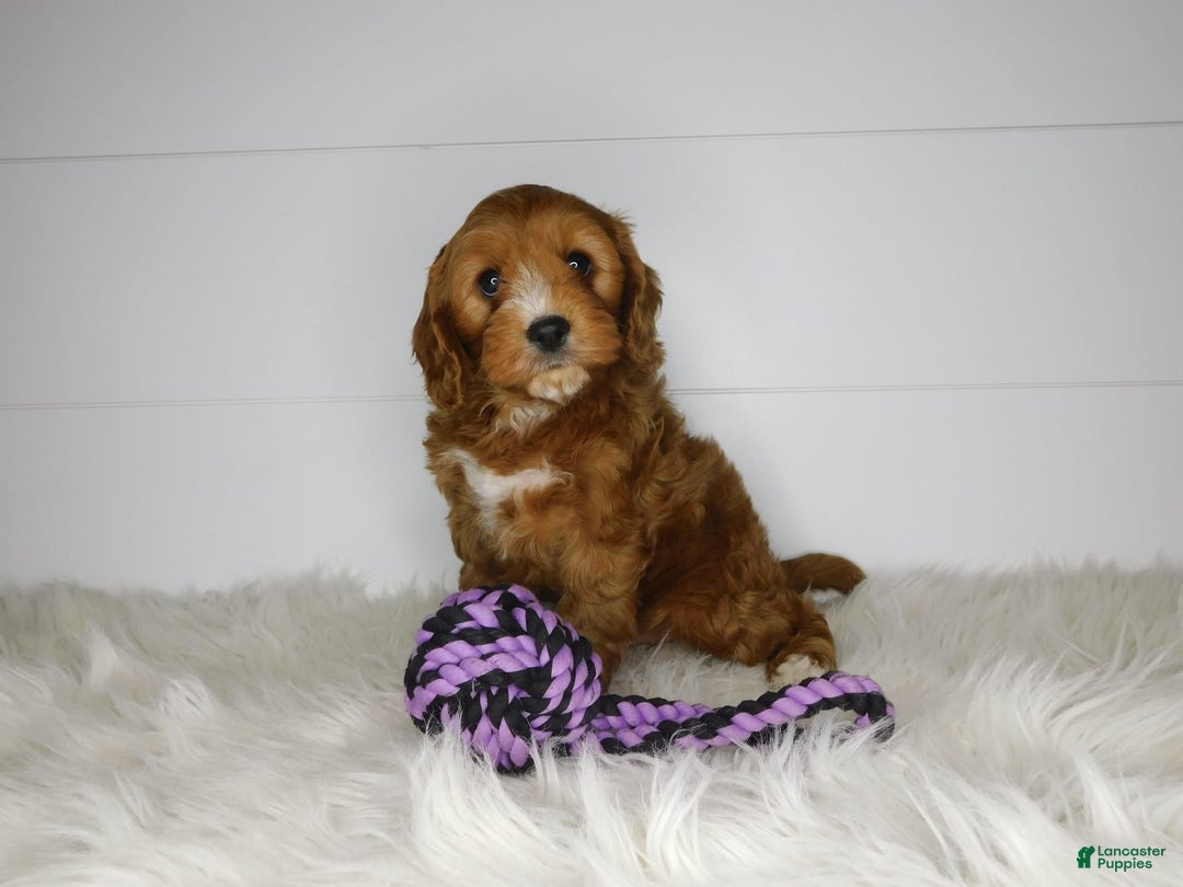 Cavapoo dogs for sale: Baxter - Image 8