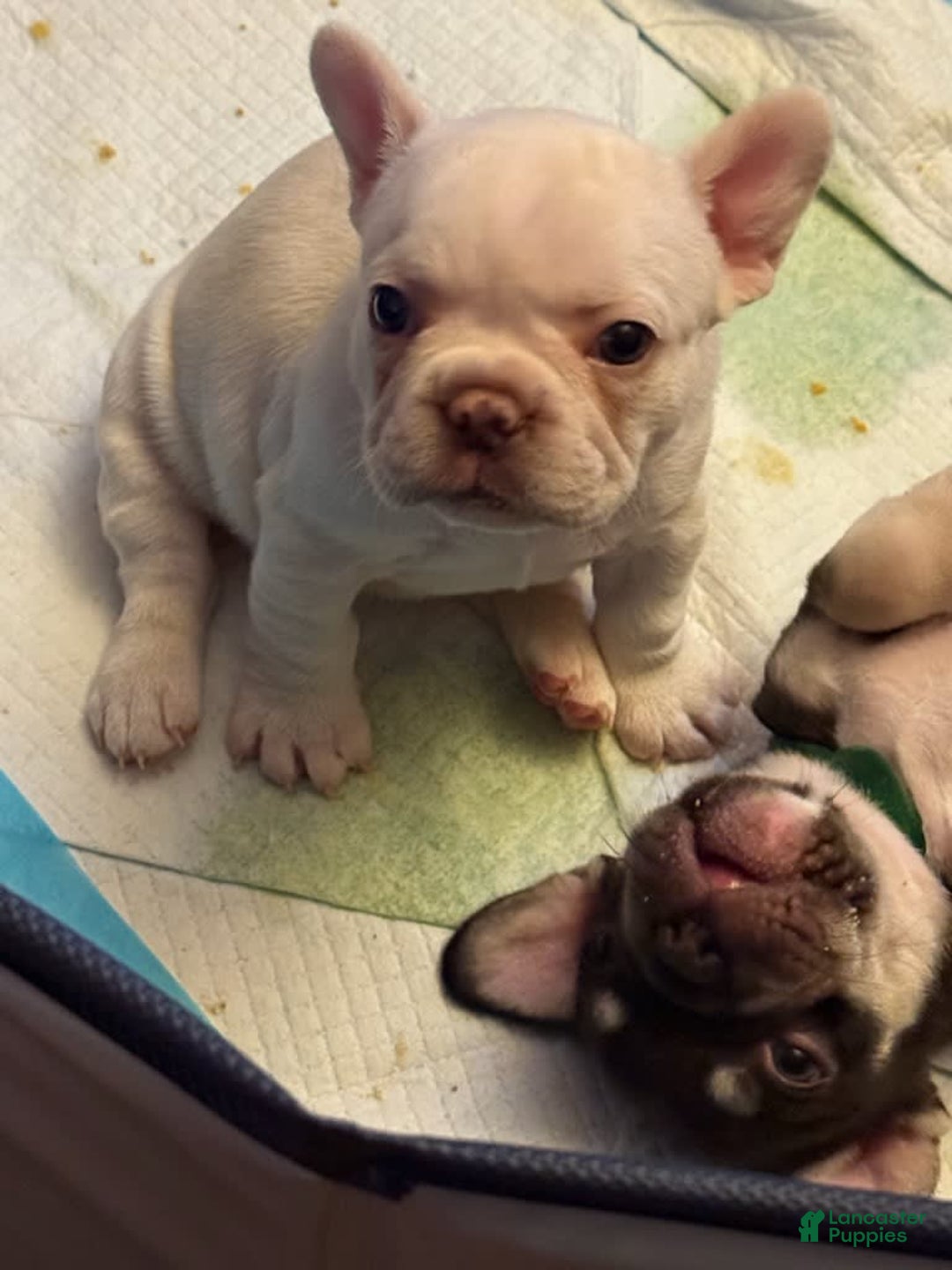 French Bulldog dogs for sale: Hera - Image 1