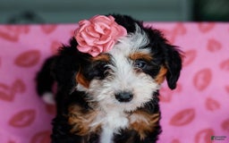 Mini Bernedoodle dogs for sale: Madelyn - Image 3