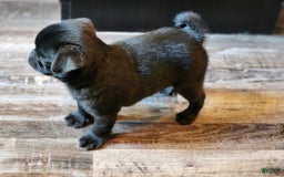 Pug dogs for sale: Pistol Pete - Image 2