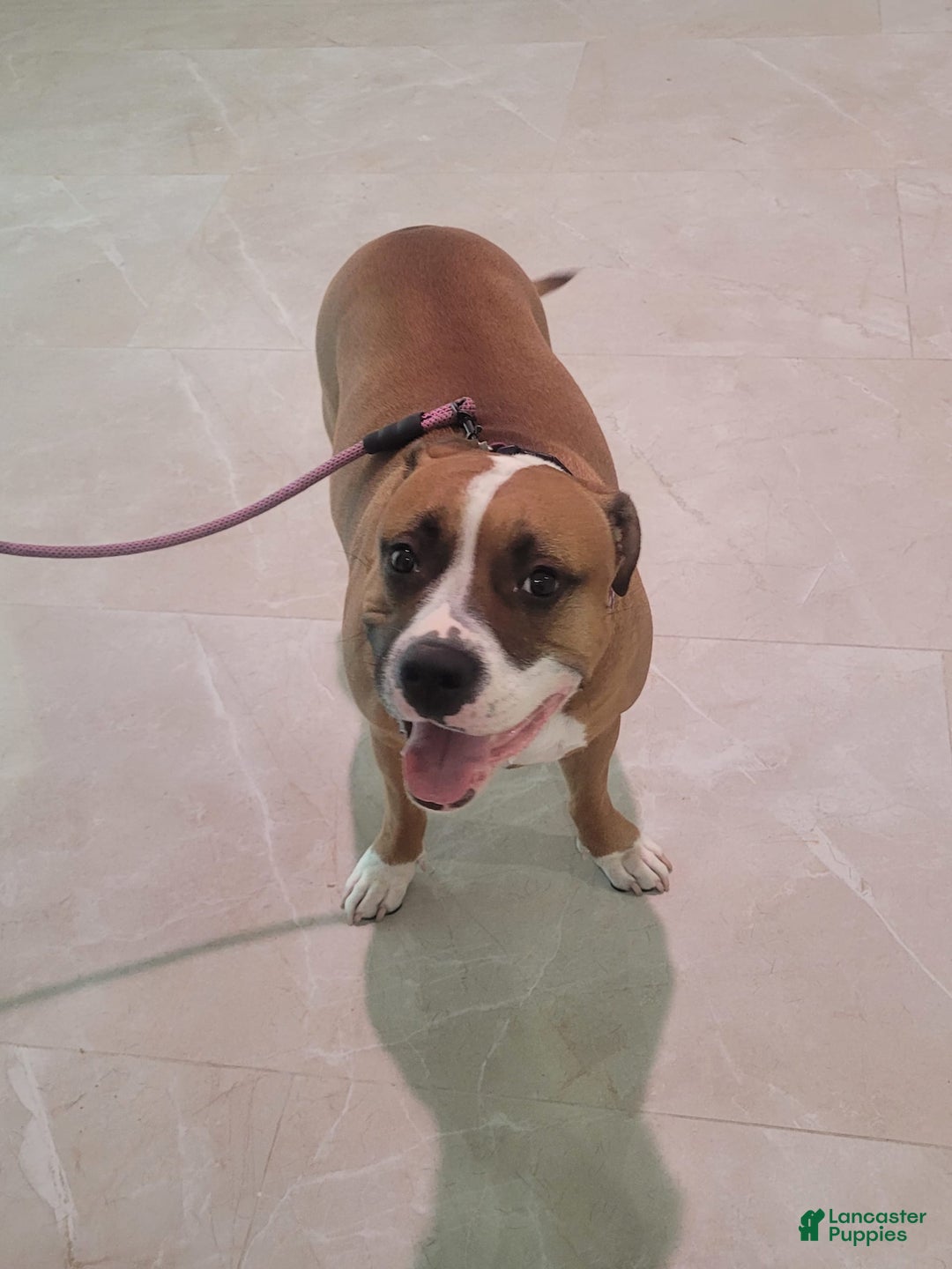 American Bully dogs for sale: Sweet Pea - Image 8
