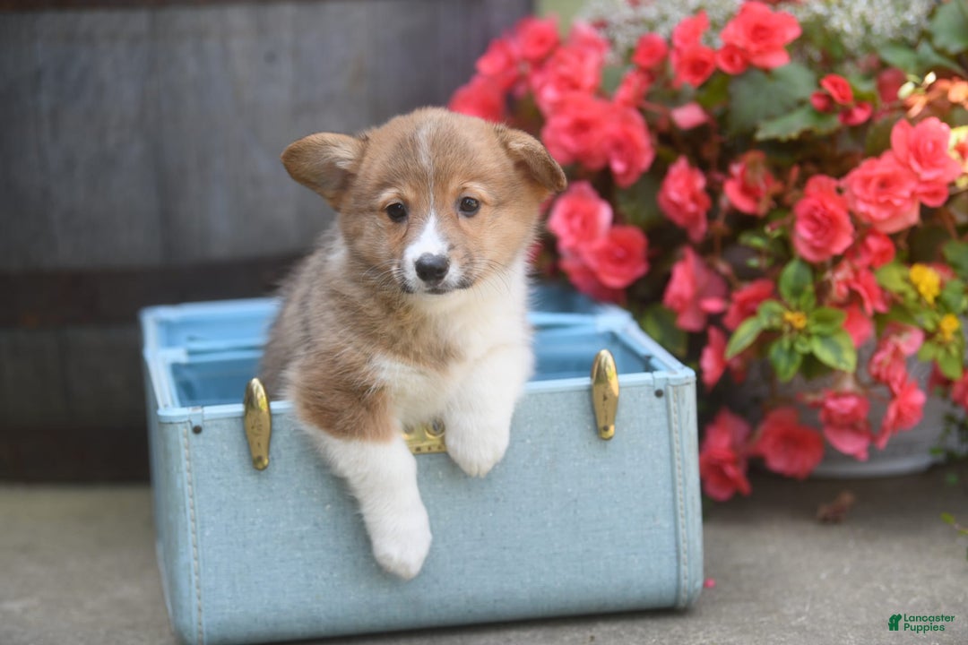 Welsh Corgi Pembroke dogs for sale: Anna - Image 2