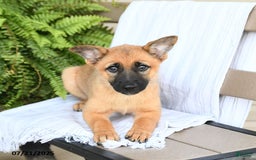 Pomsky dogs for sale: Thea - Image 7