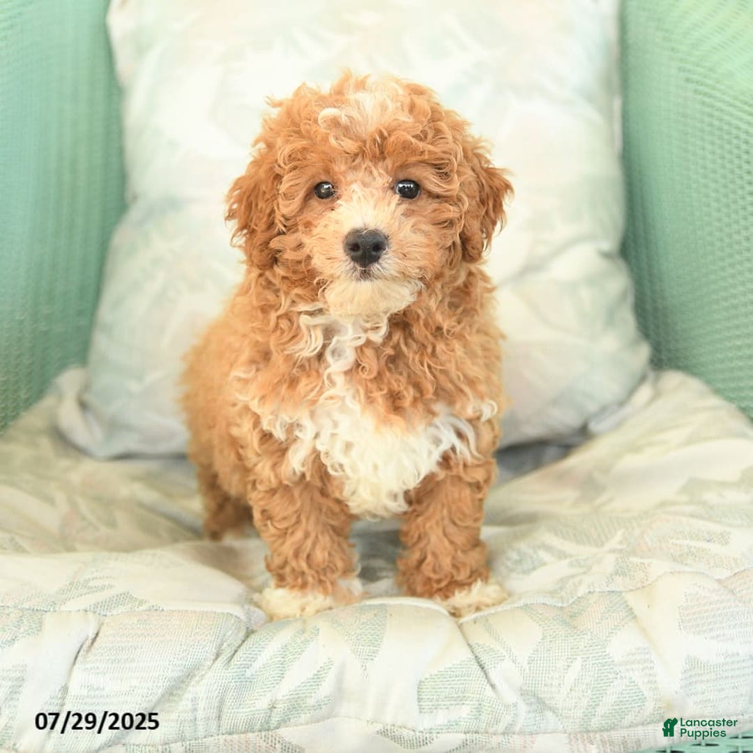 Maltipoo dogs for sale: Loyal - Image 5