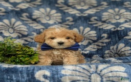 Maltipoo dogs for sale: Vaughn - Image 5