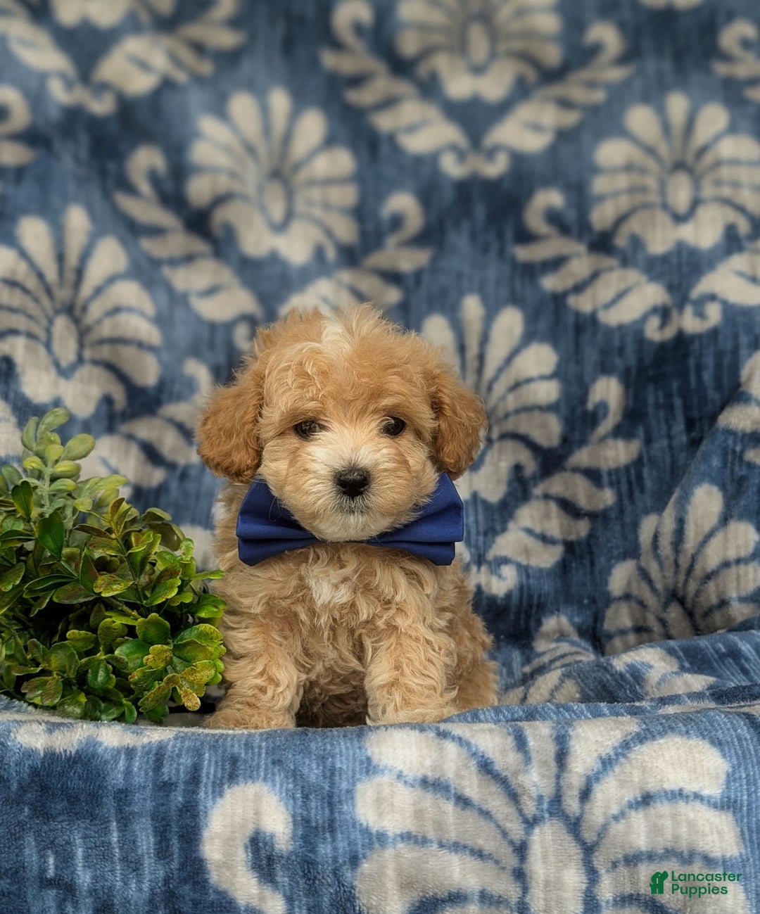 Maltipoo dogs for sale: Vaughn - Image 5