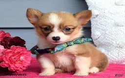 Welsh Corgi Pembroke dogs for sale: Zania - Image 3