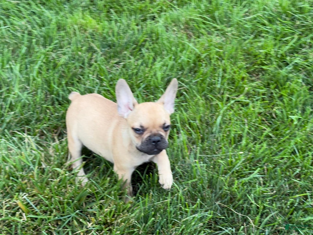 French Bulldog dogs for sale: Harris - Image 6