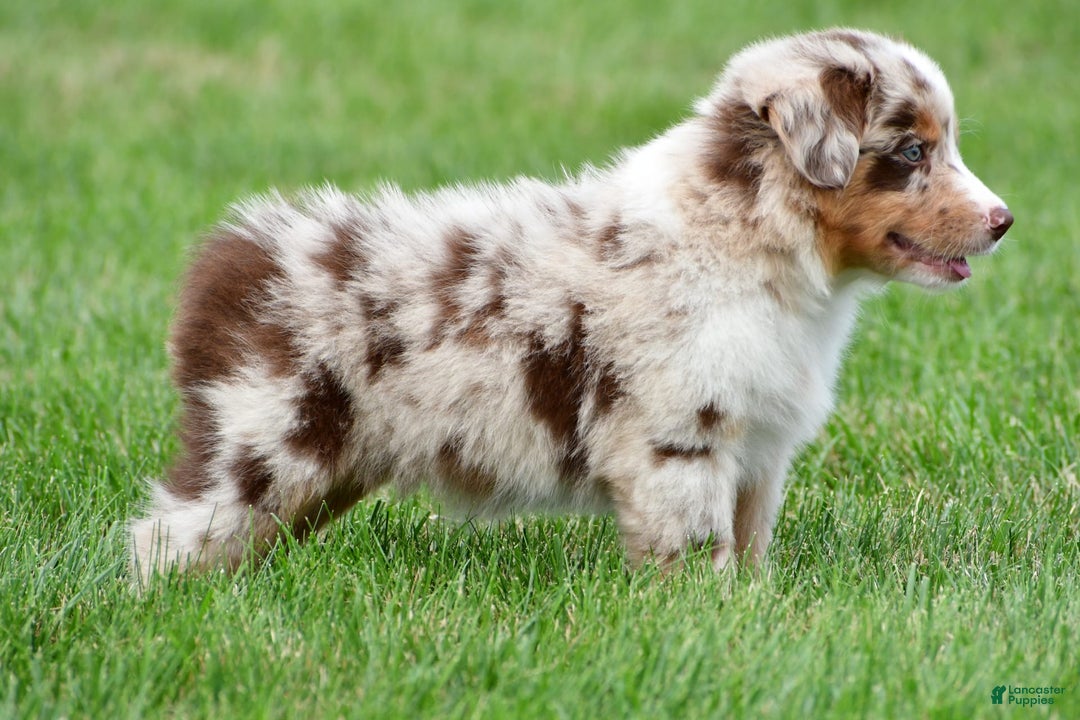 Australian Shepherd dogs for sale: Leo - Image 5