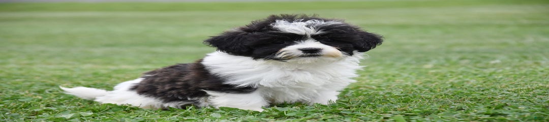 Aero
