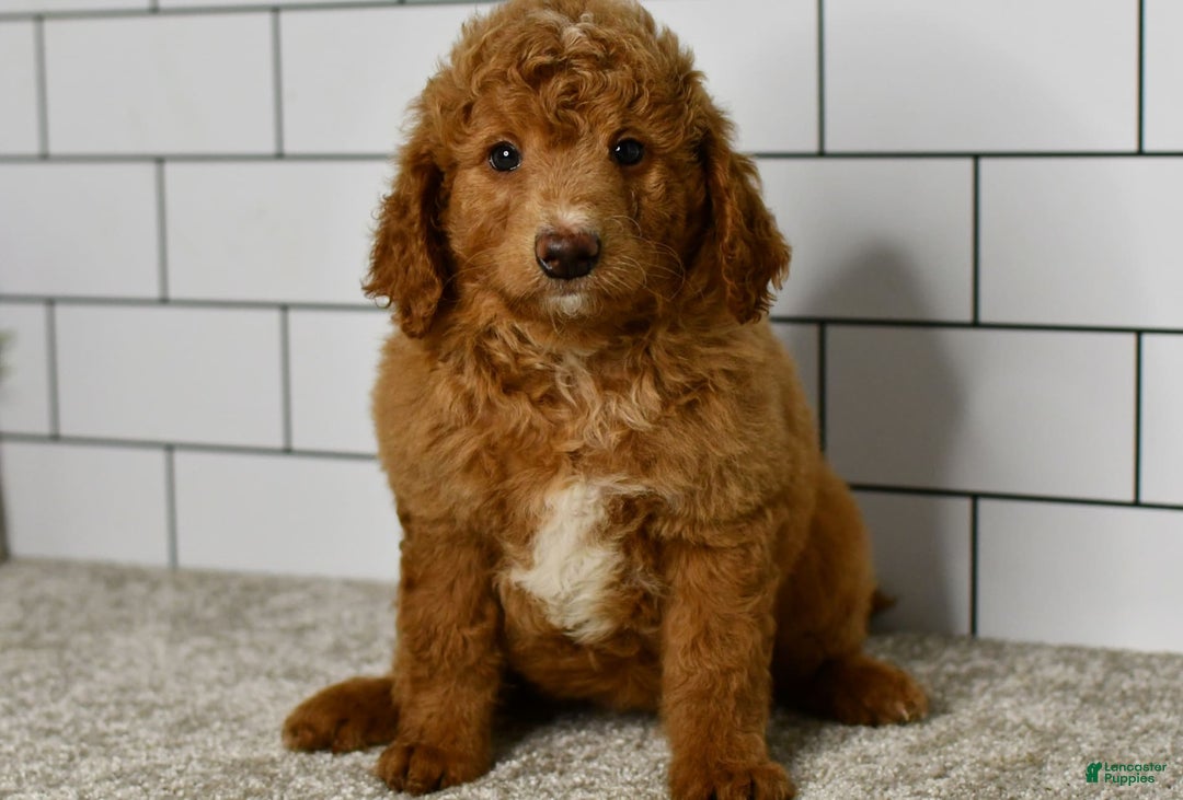 Mini Goldendoodle dogs for sale: Sandie - Image 5