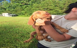 Bloodhound dogs for sale: Red - Image 6