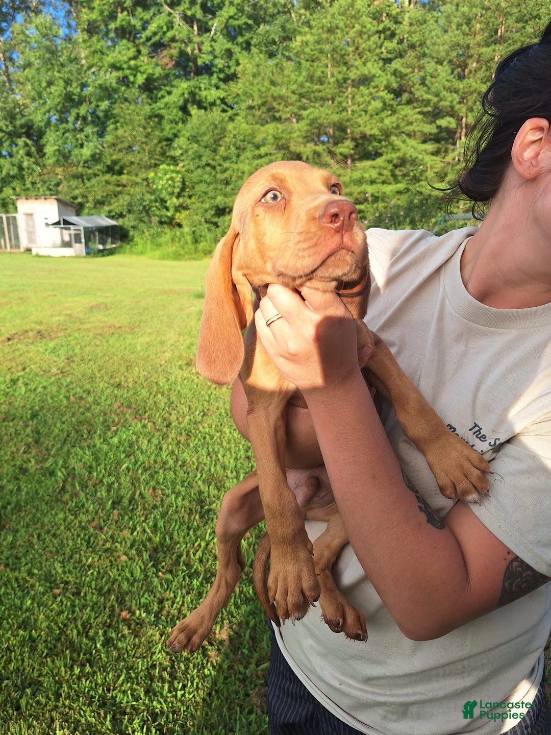 Bloodhound dogs for sale: Red - Image 6