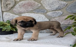 English Mastiff dogs for sale: Bear - Image 13