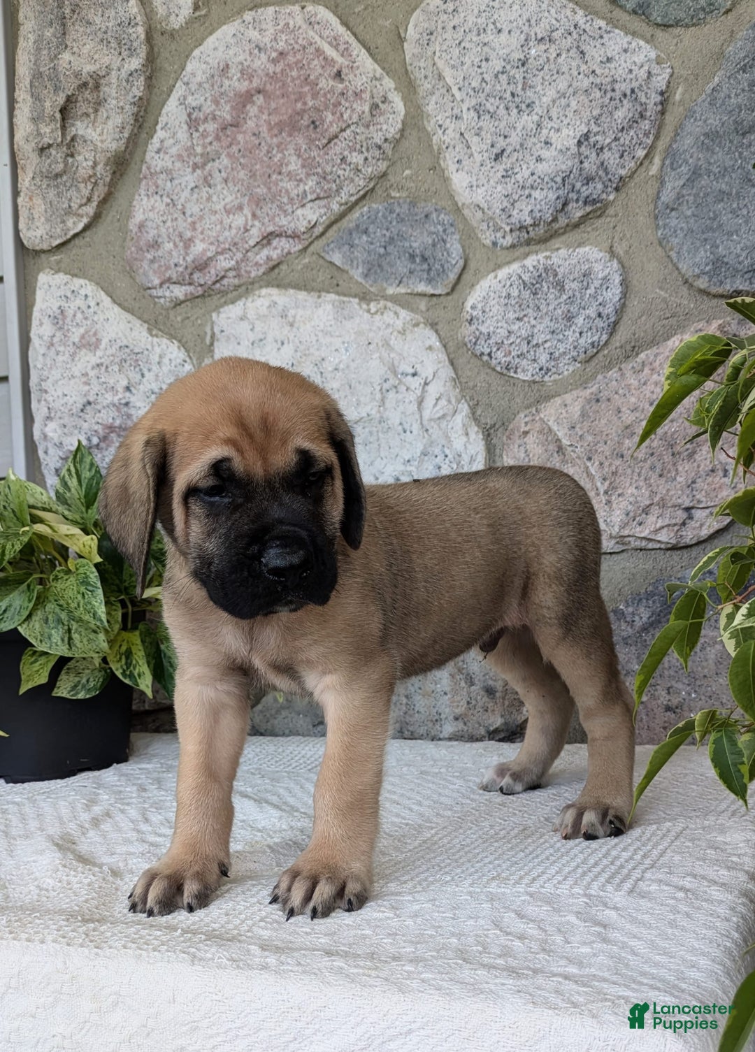 English Mastiff dogs for sale: Bear - Image 13
