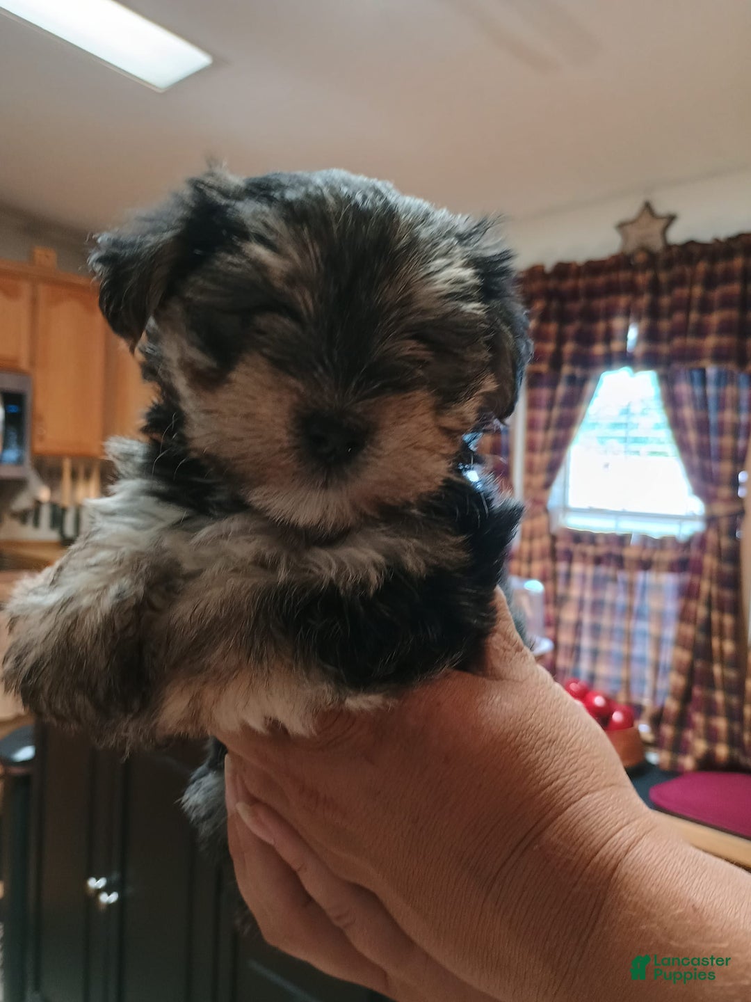 Morkie dogs for sale: Morkie 2 puppies - Image 1