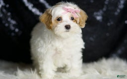 Maltipoo dogs for sale: Maltipoo 4 puppies - Image 4