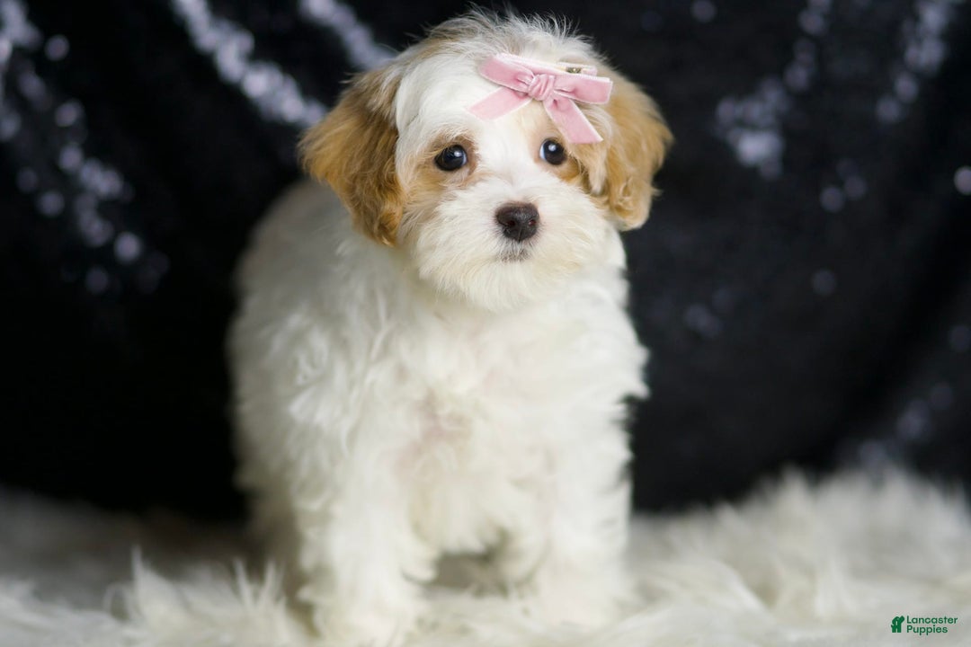Maltipoo dogs for sale: Maltipoo 4 puppies - Image 4