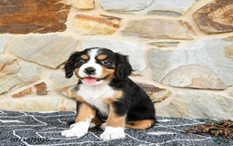 Miniature Bernese Mountain Dog dogs for sale: Holly - Image 2