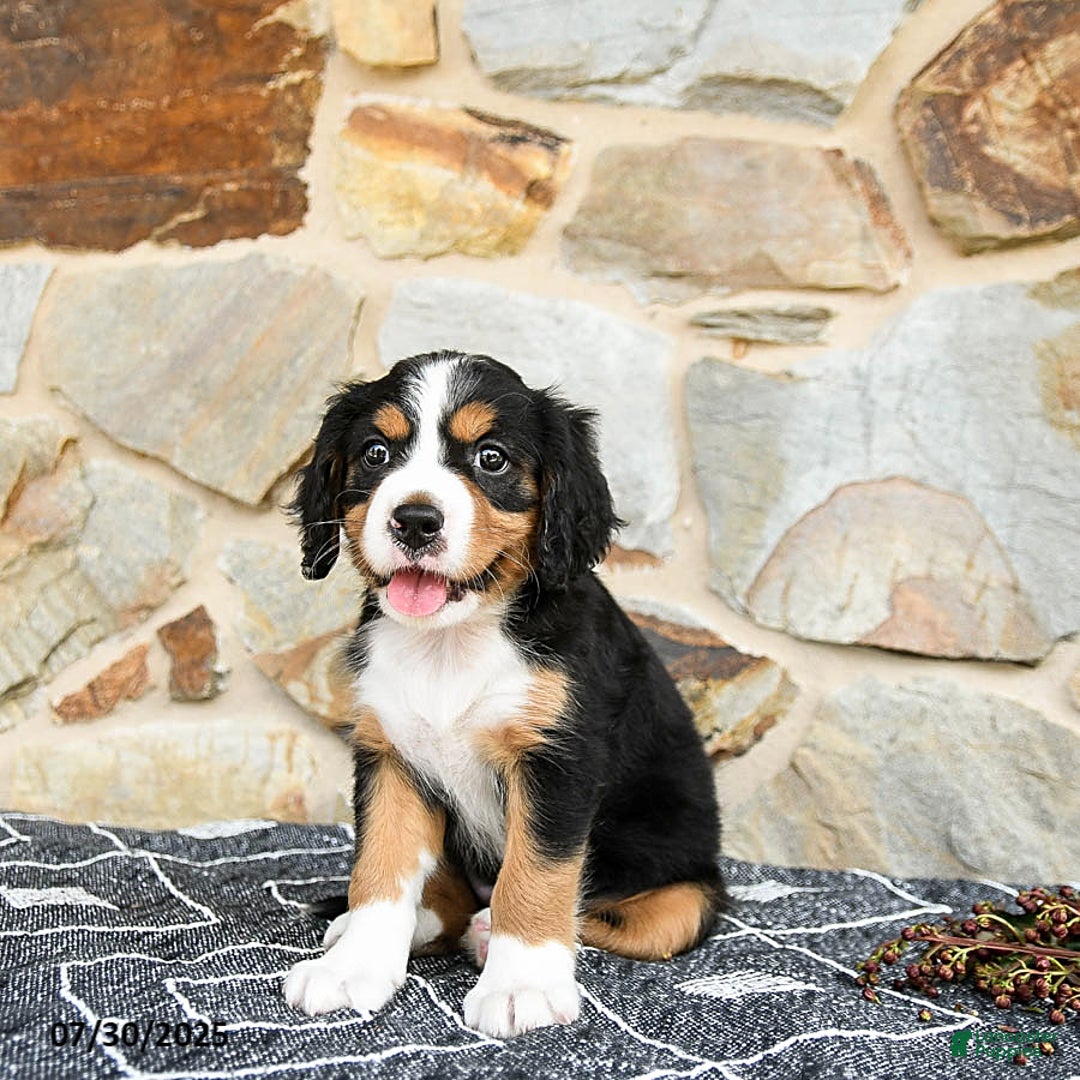 Miniature Bernese Mountain Dog dogs for sale: Holly - Image 2