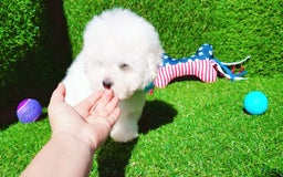 Maltipoo dogs for sale: Tiger - Image 25