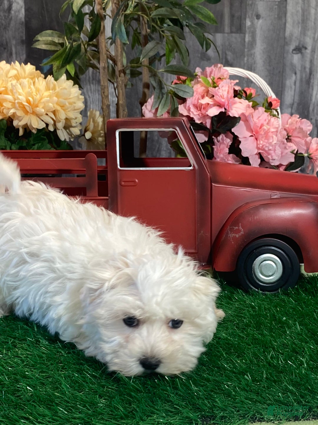 Maltese dogs for sale: Mister - Image 2