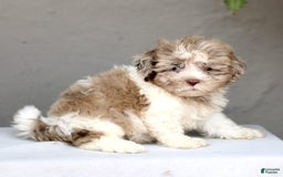 Shihpoo dogs for sale: Daryl - Image 1