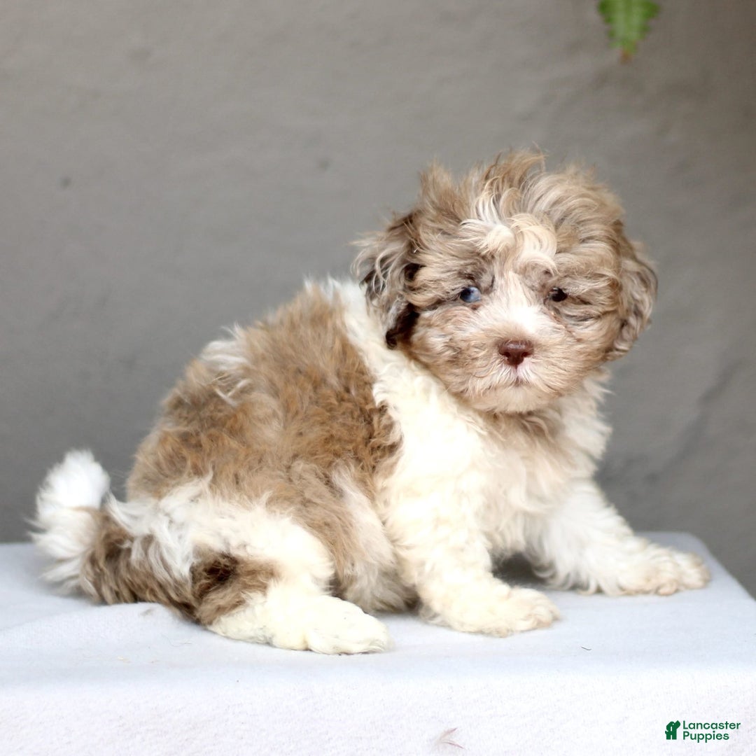 Shihpoo dogs for sale: Daryl - Image 1