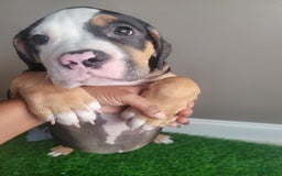 American Bully dogs for sale: Sweet Pea - Image 6