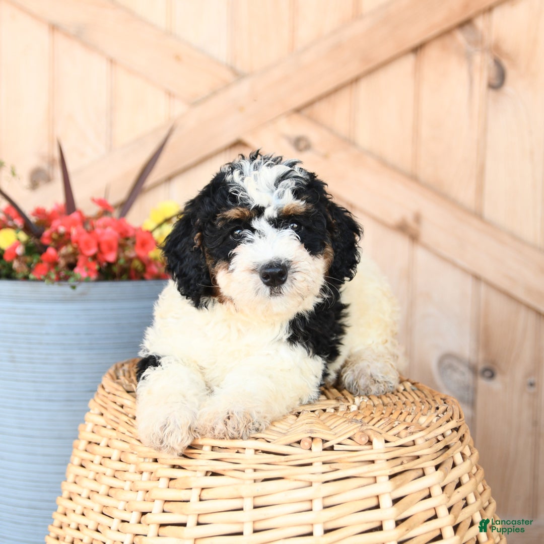 Mini Bernedoodle dogs for sale: Mini Bernedoodle 8 puppies - Image 15