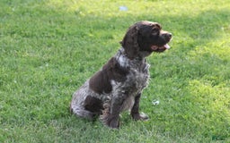 Cocker Spaniel dogs for sale: Amber - Image 3