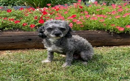 Shorkie dogs for sale: Sunny - Image 4