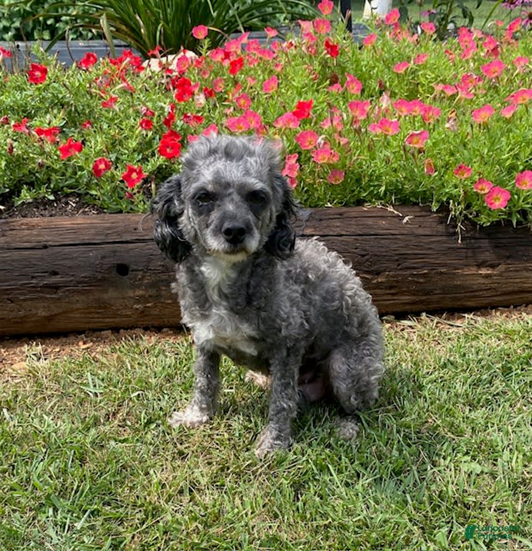 Shorkie dogs for sale: Sunny - Image 4
