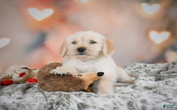 Goldendoodle dogs for sale: Ruby - Image 5