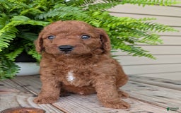 Mini Goldendoodle dogs for sale: Mini -coner - Image 35