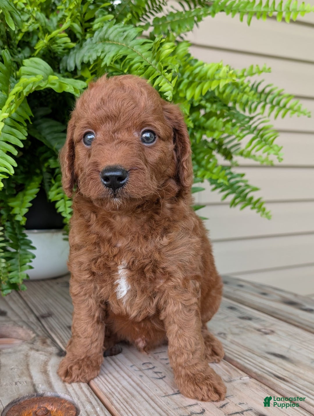 Mini Goldendoodle dogs for sale: Mini -coner - Image 35
