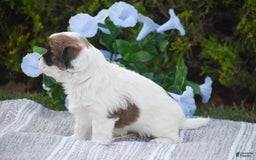 Cavapoo dogs for sale: Megan - Image 13