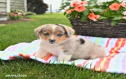 Welsh Corgi Pembroke dogs for sale: Toffee - Image 5