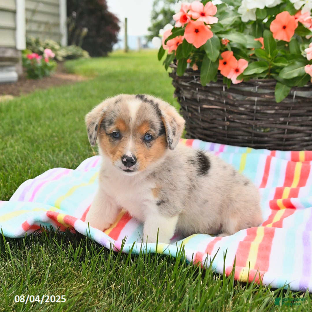 Welsh Corgi Pembroke dogs for sale: Toffee - Image 5