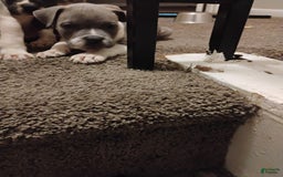 American Bulldog dogs for sale: Chief - Image 1