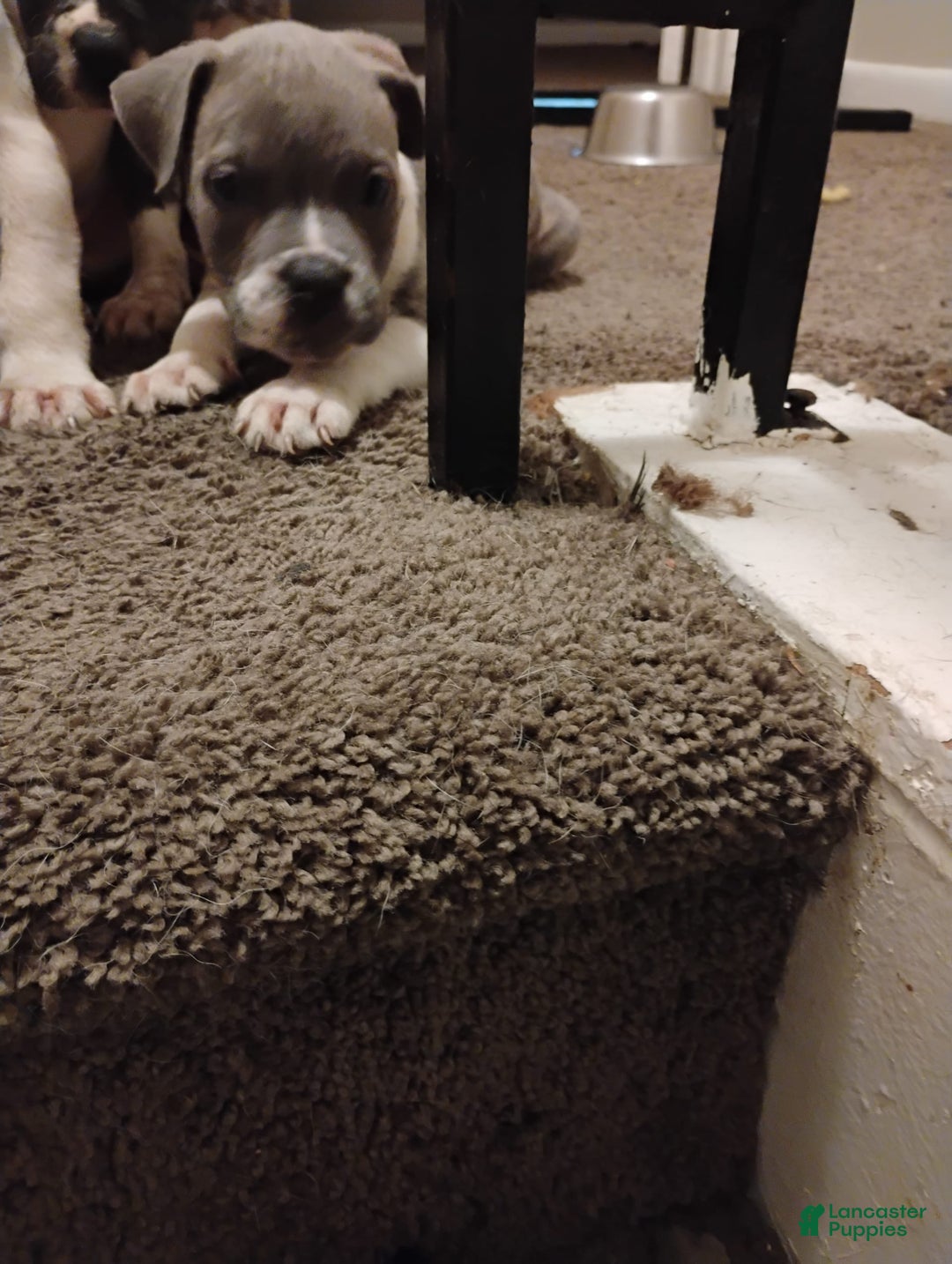 American Bulldog dogs for sale: Chief - Image 1