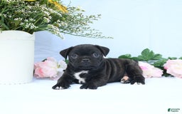 Boston Terrier dogs for sale: Coco - Image 1