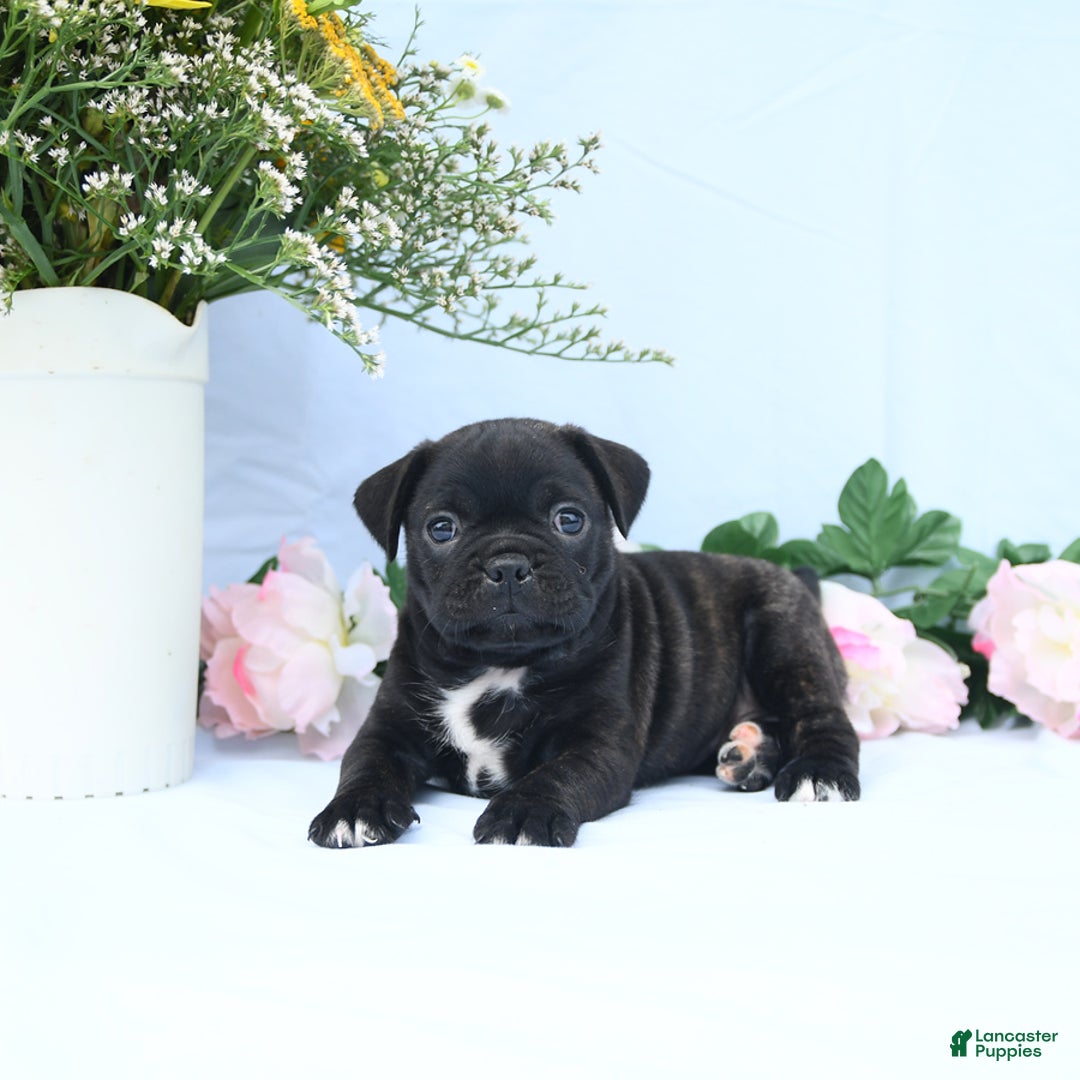 Boston Terrier dogs for sale: Coco - Image 1